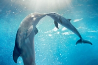 Dolphin Tale 2