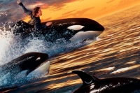 Free Willy 2: The Adventure Home