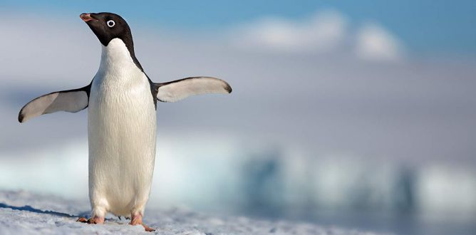 Penguins parents guide