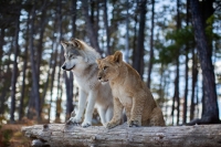 The Wolf and the Lion